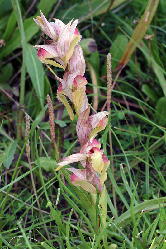 Serapias orientalis subsp. carica H.Baumann & Kunkele